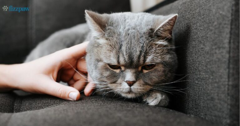 Cat Hair Length Chart: A Guide to Short, Medium, and Long Haired Cats