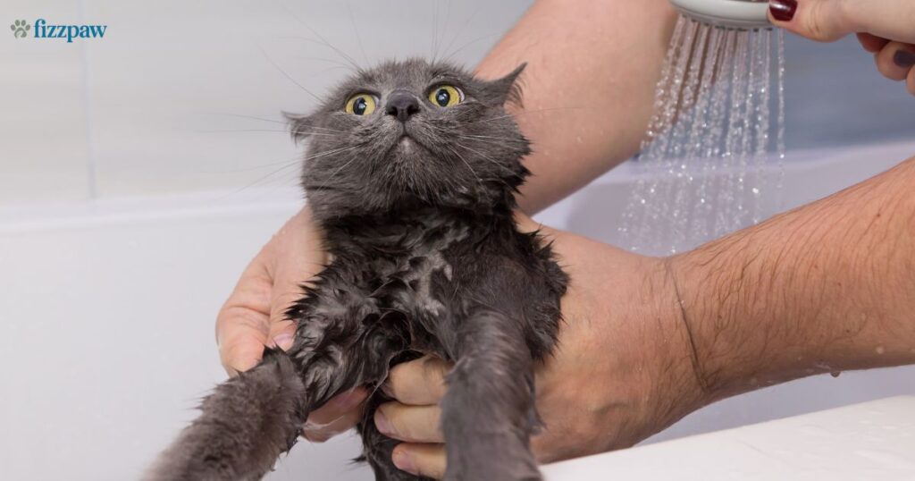 human-shampoo-on-cats
