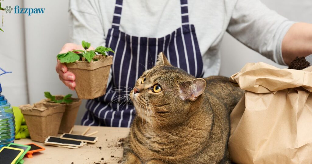 Natural Pain Relief for Cats