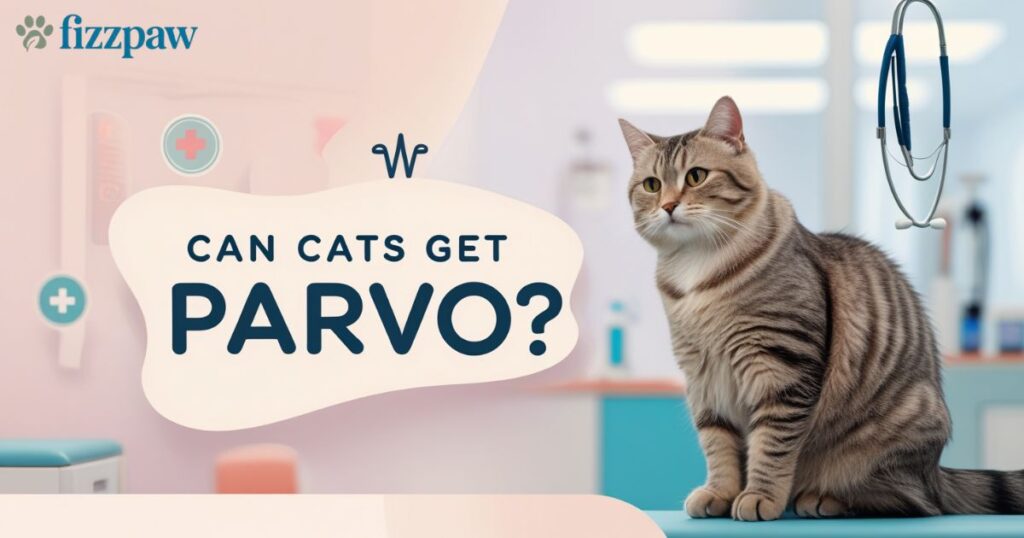 Can Cats Get Parvo? Understanding Feline Parvovirus and How to Protect Your Cat