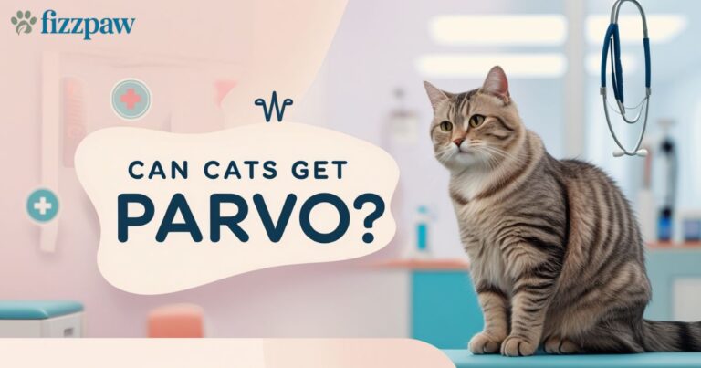 Can Cats Get Parvo? Understanding Feline Parvovirus and How to Protect Your Cat