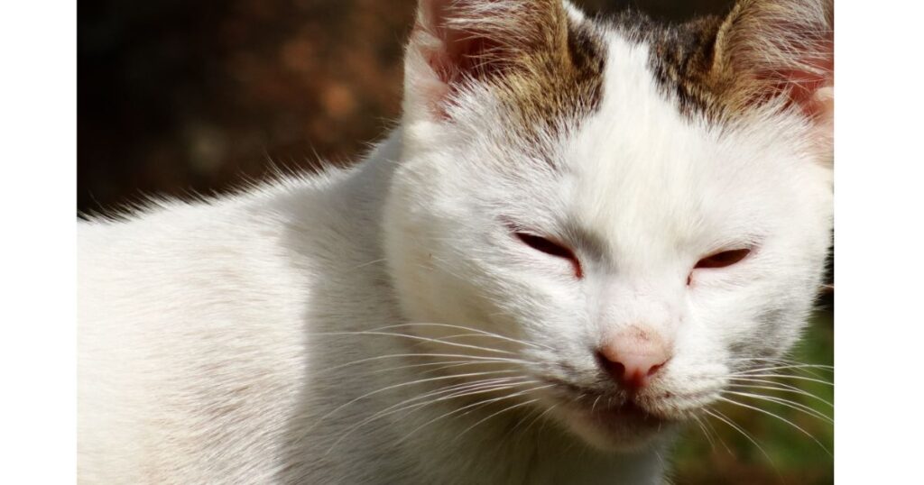 Why Are My Cat’s Eyes Watery and Sneezing? Causes, Remedies & Vet Advice