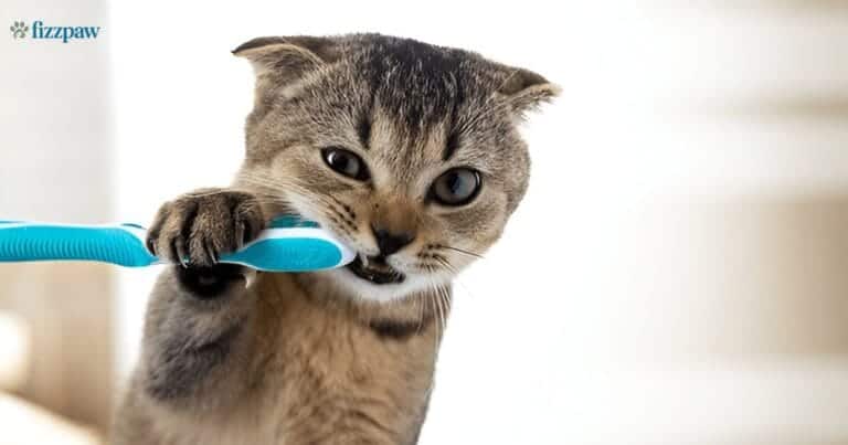 Should I Brush My Cat's Teeth? Vet-Approved Guide to Feline Dental Health