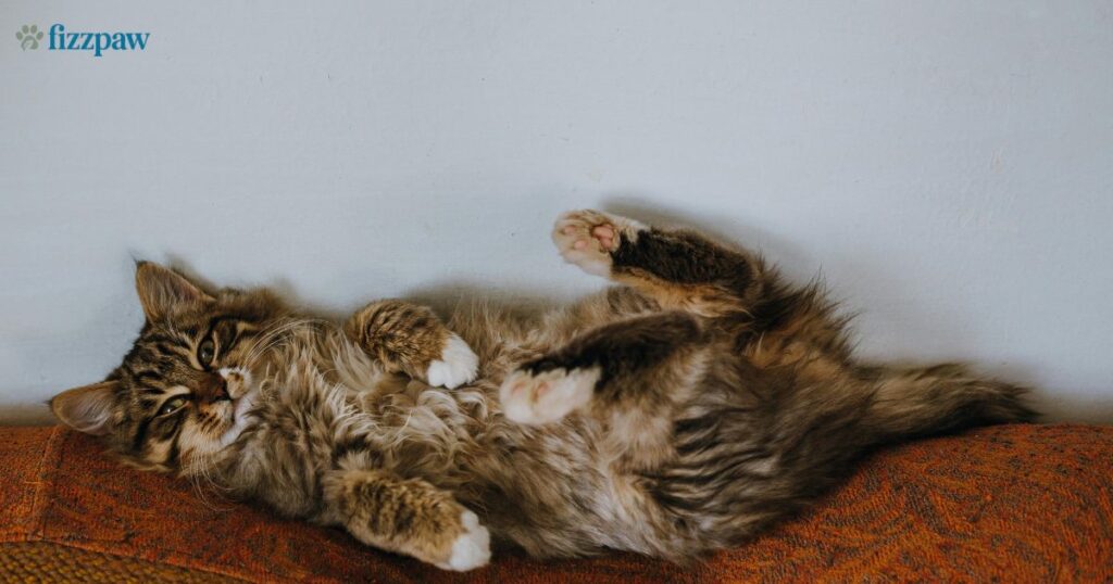 Maine Coon Cat Price