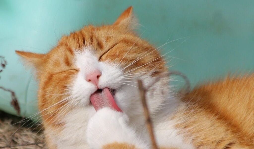 can cats have peanut butter